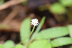 Hydrocotyle leucocephala