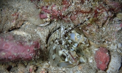 Lysiosquillina maculata