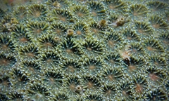 Leptastrea transversa