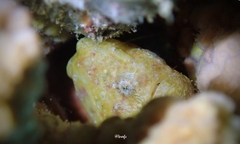 Antennatus tuberosus