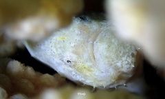 Antennatus tuberosus
