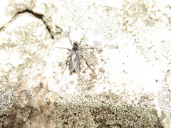 Penthetria heteroptera