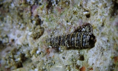 Viriola incisa