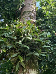 Cattleya harrisoniana