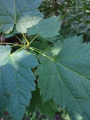 Acer spicatum