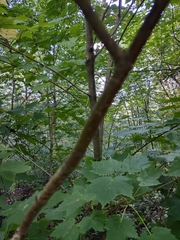 Acer spicatum