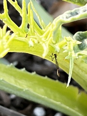 Leptopteromyia americana