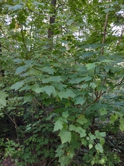 Acer spicatum