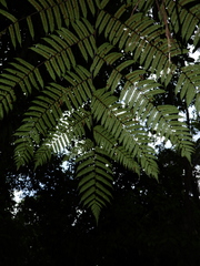 Cyathea cuspidata