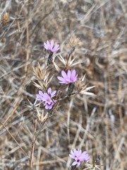 Lessingia hololeuca