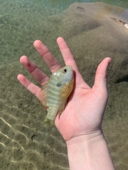 Lepomis auritus × macrochirus