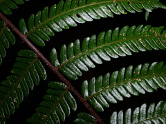 Cyathea cuspidata