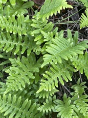 Polypodium californicum