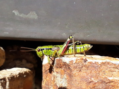 Miramella carinthiaca