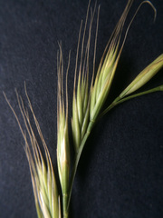 Festuca bromoides