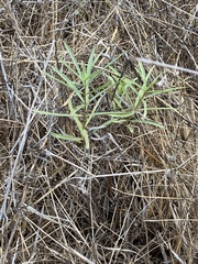 Asclepias fascicularis