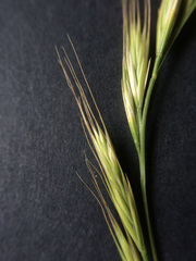 Festuca bromoides