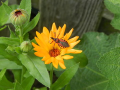 Rhynocoris iracundus