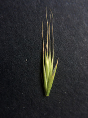 Festuca bromoides
