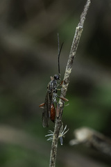 Proctotrupidae