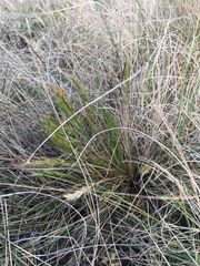 Festuca bromoides