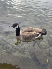 Branta canadensis