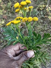 Tanacetum vulgare