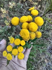 Tanacetum vulgare