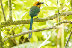 Baryphthengus martii