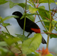 Ramphocelus passerinii