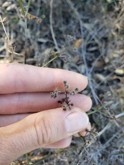 Galium angustifolium