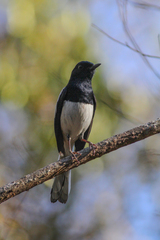 Copsychus albospecularis