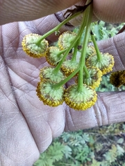 Tanacetum vulgare