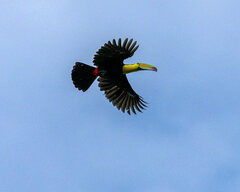 Ramphastos sulfuratus