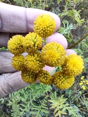 Tanacetum vulgare