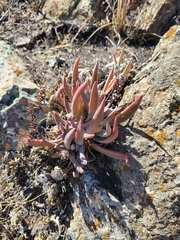 Dudleya abramsii