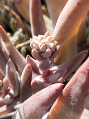 Dudleya abramsii