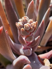 Dudleya abramsii