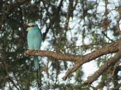 Coracias abyssinicus