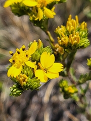 Deinandra fasciculata