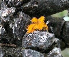 Teloschistes chrysophthalmus
