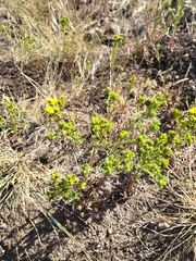 Deinandra fasciculata