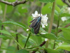 Ctenucha cressonana