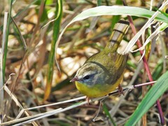 Basileuterus culicivorus