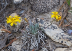 Physaria kingii bernardina