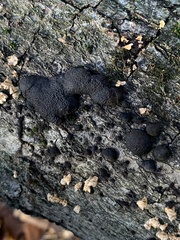 Annulohypoxylon