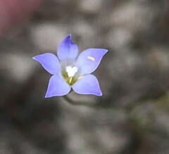 Wahlenbergia gracilenta