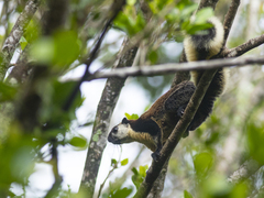 Ratufa bicolor