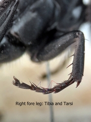 Arachnospila holomelas