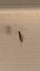 Trichocera